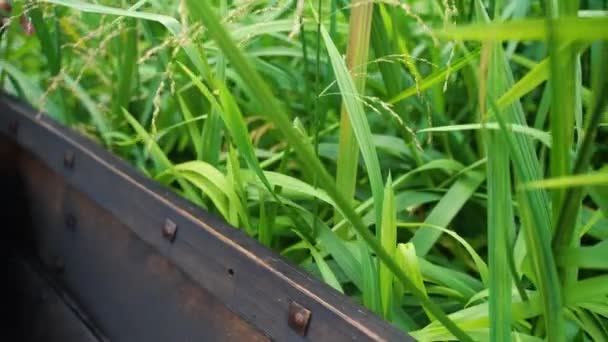 Gros Plan Bateau Bois Traversant Des Carex Envahis — Video