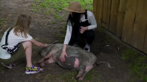 돼지와 동물에 사랑의 — 비디오