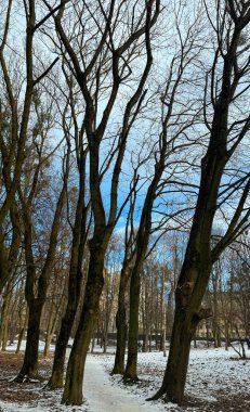 Kar, ağaçlar ve gökyüzü olan kış parkı