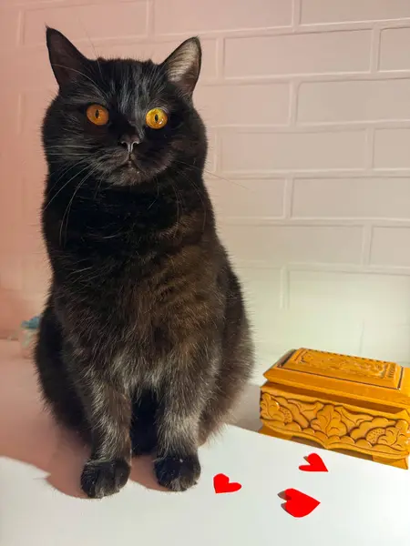 Kutudaki siyah beyaz kedi.