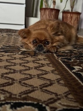Küçük bir köpek yerde yatıyor.