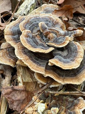 Trametes Ağacı Mantarı Yakın plan