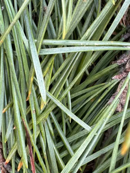 İğneler yakın plan, doğal duvar kağıdı.