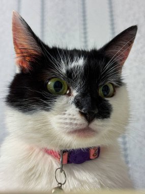 İri gözlü sürpriz kedi