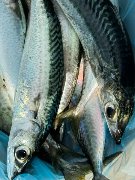 Taze yakalanmış uskumru balığı