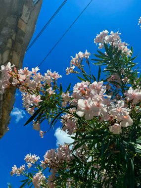 Güzel botanik fotoğrafı, doğal duvar kağıdı.