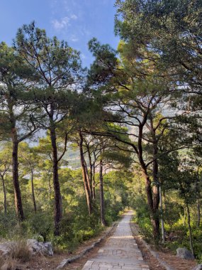 Dağlardaki bir çam ormanına giden yol