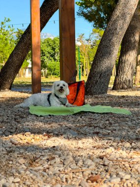 Köpek sahilde sahibini bekliyor.