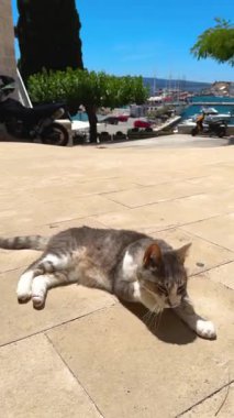 Bir kedi sahile vuruyor.