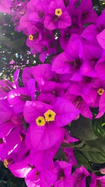 Bahçedeki pembe çiçek