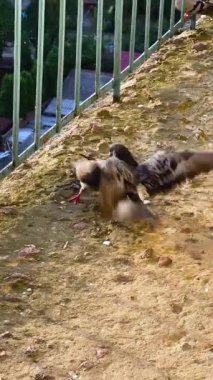 Balkonda güvercin savaşı