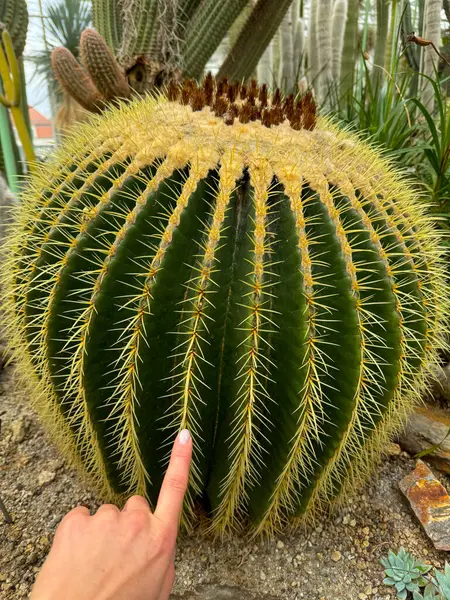 Dikenli botanik bahçesinde altın varil kaktüs