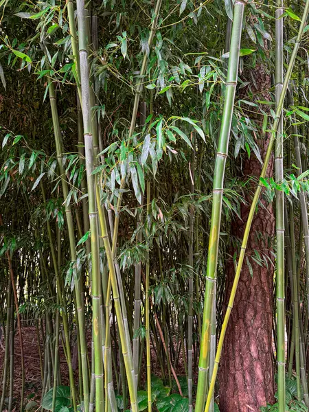 Doğal ortamdaki yemyeşil Bambu Ormanı