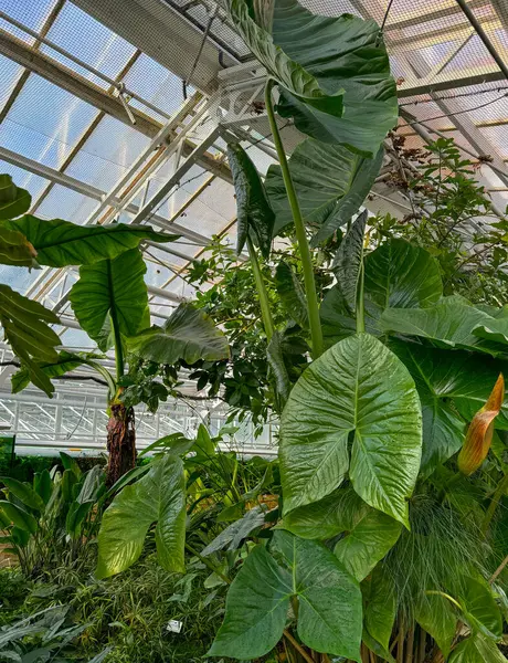 Seradaki büyük yeşil tropikal bitkiler