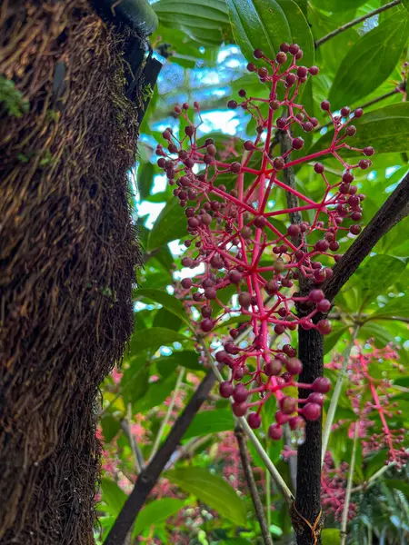 Parlak pembe çiçekleri ve yeşil yaprakları olan egzotik bir bitkinin yakın çekimi.