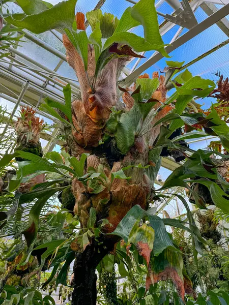 Platinyum eğreltiotu egzotik bir bitkidir.