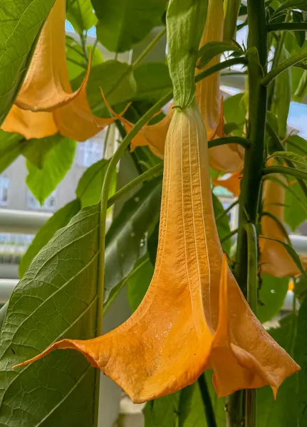 Turuncu Melek 'in Çiçekli Trompeti