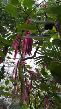 Parkta tropik palmiye yaprakları