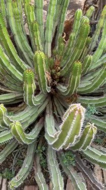 Bahçedeki dikenli kaktüsün yakın çekimi.