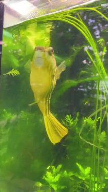 Akvaryumda yosunlarla yüzen tropik balıklar.