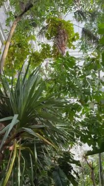 Botanik bahçesindeki tropik bitkiler, doğal arka plan.