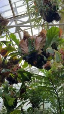 Seranın çatısının altında egzotik bitkiler asılı.