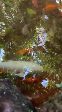 Bahçe havuzunda temiz suyla koi balığı.