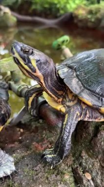 Kaplumbağalar suya yakın bir kayanın üzerinde dinleniyor.