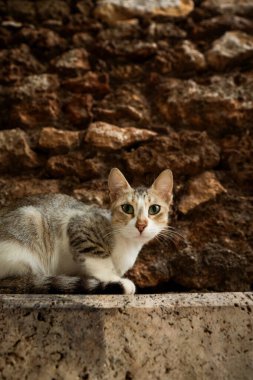 Sokakta taş duvarın yanında savunmasız sokak kedisi