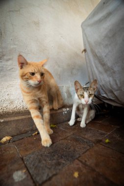 İki meraklı sokak kedisi