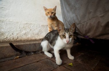 Duvarın yanında iki sokak kedisi