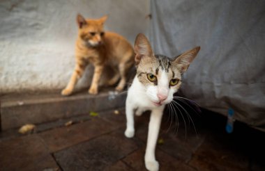 Sokakta iki meraklı kedi