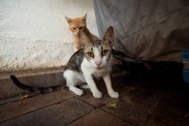 Sokakta iki meraklı kedi