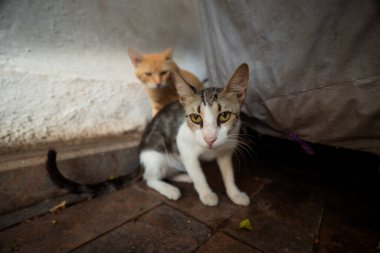 Dışarıda iki meraklı kedi var, biri dikkatlice kameraya bakıyor.