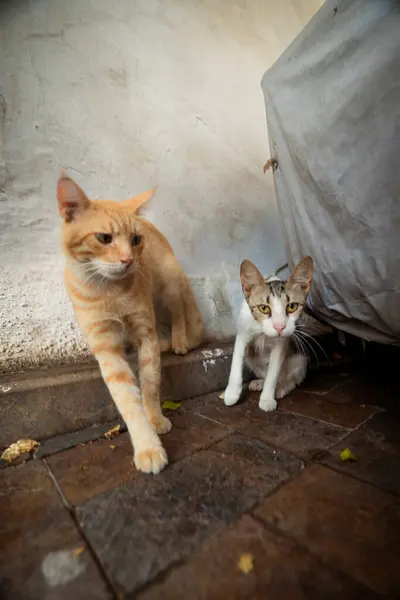 İki meraklı sokak kedisi