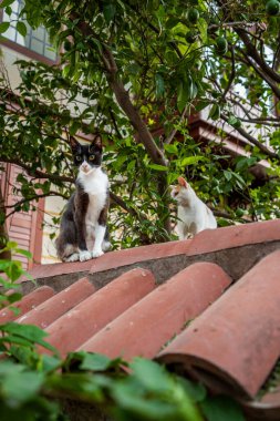 Kırmızı kiremitli bir çatıda iki sokak kedisi Yeşilliklerle çevrili