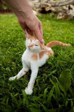 Çimenlerin üzerinde sevimli bir zencefille beyaz bir kediyi okşayan biri.