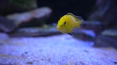 Akvaryumda yüzen sarı balıklar