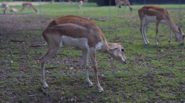 Bir grup güzel antilop çayırda otluyor.