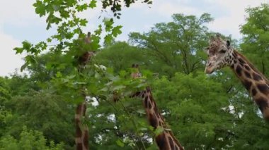 Savanadaki zürafalar ağaçların yapraklarını yerler.