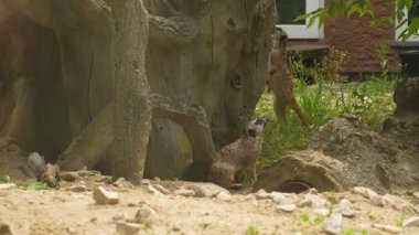 Yuvalarının yakınında küçük uyarı mirketleri
