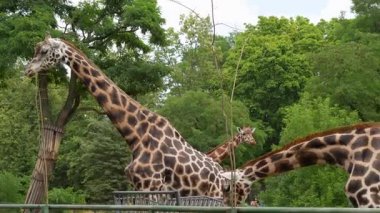 Bir grup zürafa yedekte yemek yiyor.
