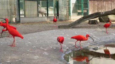 Hayvanat bahçesindeki egzotik kırmızı aynak kuşları