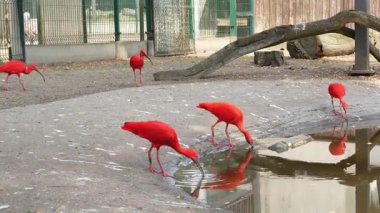 Egzotik kırmızı aynak kuşları yemeklerini gölde duruluyor.