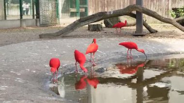 Hayvanat bahçesindeki egzotik kırmızı aynak kuşları
