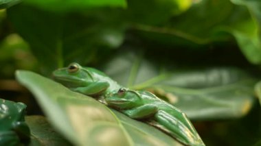 Yeşil ağaç kurbağaları yeşil yapraklara adapte olurlar.