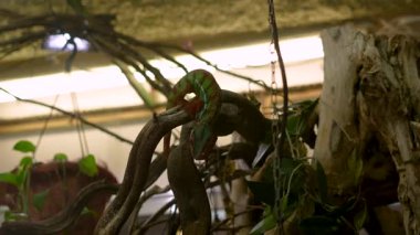 Yeşil iguana bir çekirgeyi diliyle yakalar.