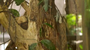 Kertenkeleler akvaryumdaki böceklerle beslenir.