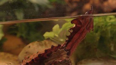 Küçük kahverengi kaplumbağa bir akvaryumda yüzer.