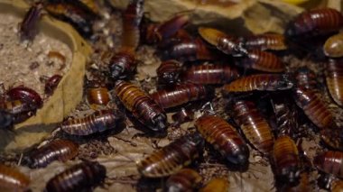 Büyük iğrenç hamamböcekleri yaklaşıyor.